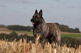 BOUVIER DES ARDENNES 259